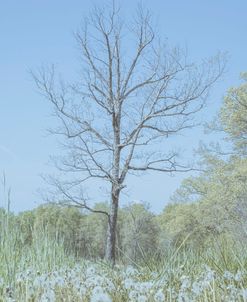 Empty Tree in Field
