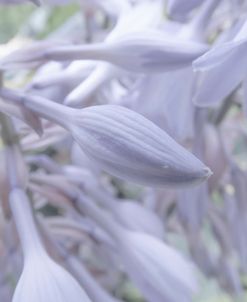 Purple Bells 2