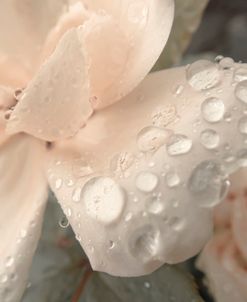 Peach and Droplets