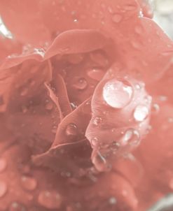 Rose and Water
