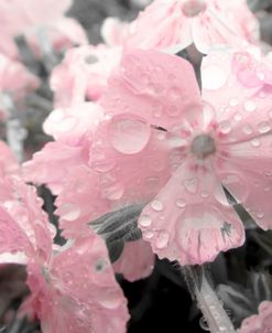 Soft Pink Drops 1
