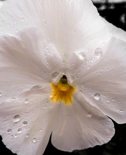 Simple White and Rain