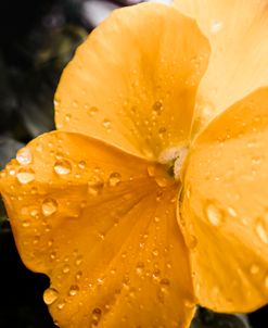 Simple Yellow and Rain