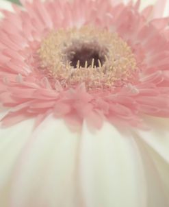 Wedding Dress Flower