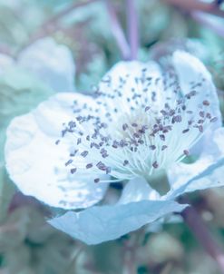 White and Berries 1