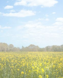 Sunny Yellow Speckled Field