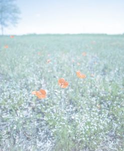 Three Orange Cup Flowers