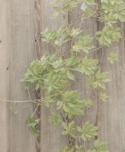 Wood Metal and Vine 4