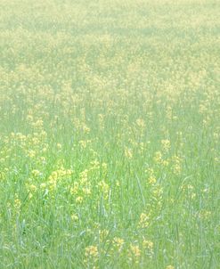 Yellow Speckled Field 1