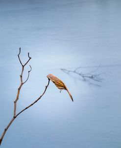 Blue Frozen Pond Glass 2