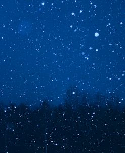 Blue Night Winter Forest 1