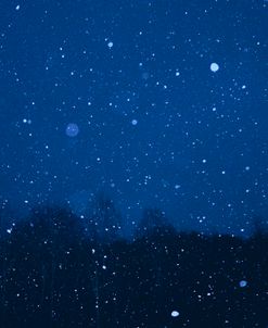 Blue Night Winter Forest 2
