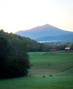 Evening Graze