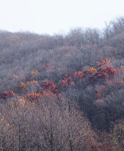 Last Fall Colors