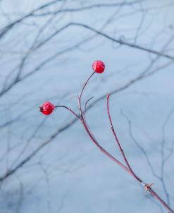 Last Winters Berries