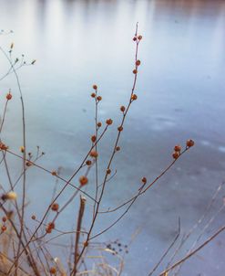 The Goldden Glass Lake 3