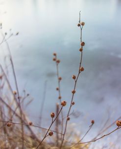 The Goldden Glass Lake 4