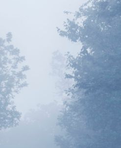 Blue Fog Forest