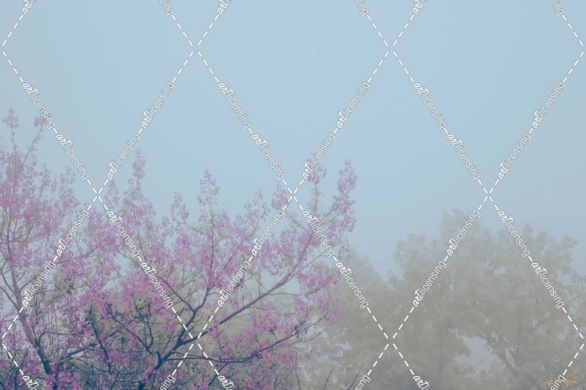 Fog and Pink Blossom Tree