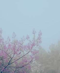 Fog and Pink Blossom Tree