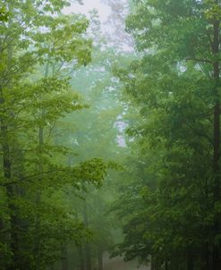 Green Glow Woods 2