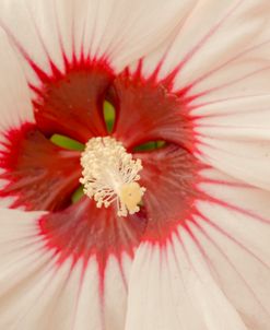 Up Close White and Red 1