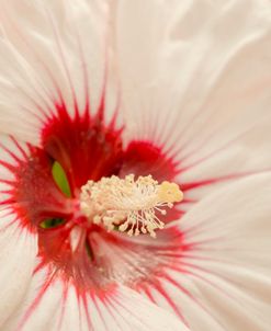 Up Close White and Red 2