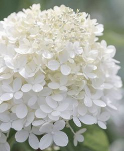 White Wedding Blooms 1
