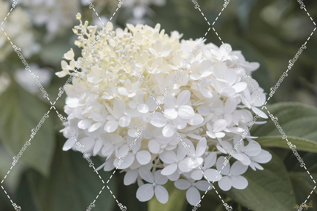 White Wedding Blooms 2
