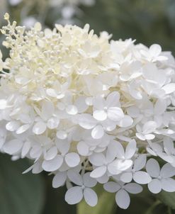 White Wedding Blooms 2