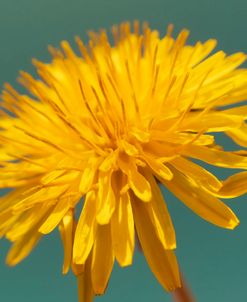 Yellow Micro Sun Floral 1
