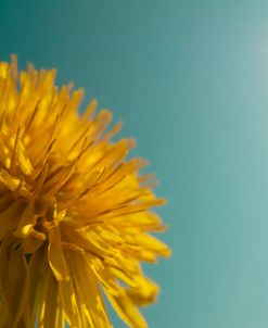 Yellow Micro Sun Floral 2