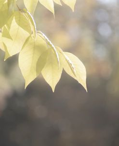 Leaves And Sun Bokeh