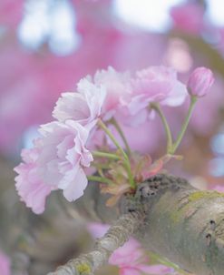 Fairy Pink Flowers