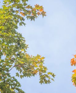 Fall And Sky