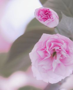 Pink Flower Duet