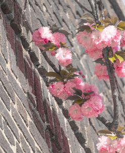 Pink Flowers On Brick