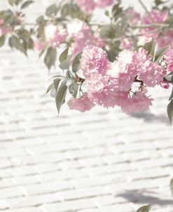 Pink Flowers On White Brick