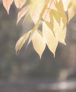 Leaves Over Glowing Water Ii