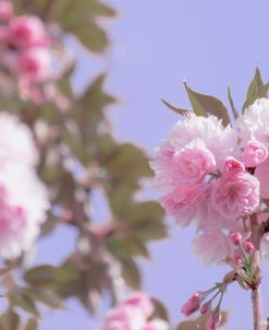 Springs Pink Bouquet 2