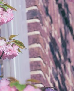 Pink Flowers Residential 2