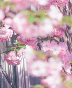 Pink Flowers Residential