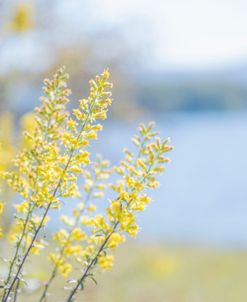 Tiny Yellow Boquets 1