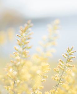 Tiny Yellow Boquets 2