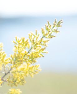 Tiny Yellow Boquets 3