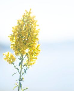 Tiny Yellow Boquets 4