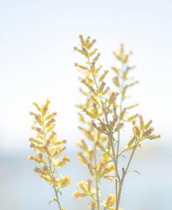 Tiny Yellow Boquets 5