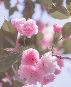 Springs Pink Bouquet 4