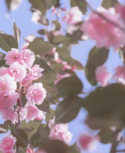 Springs Pink Bouquet 5