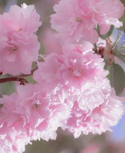 Springs Pink Bouquet